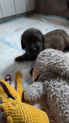 Les chiots de Leonberger