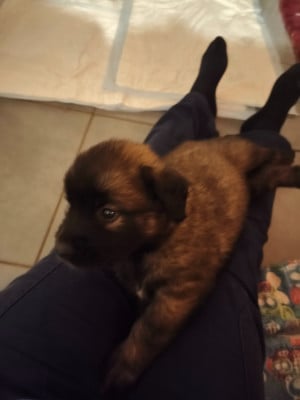 Les chiots de Leonberger