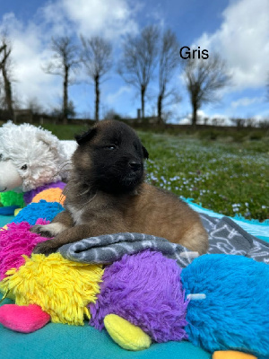 Les chiots de Berger Belge