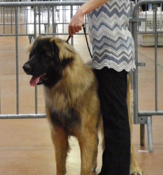 Hubertine sharline des fillots de morphée - 1 ère Très Bon