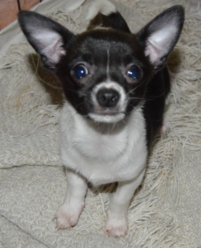 CHIOT - Chihuahua