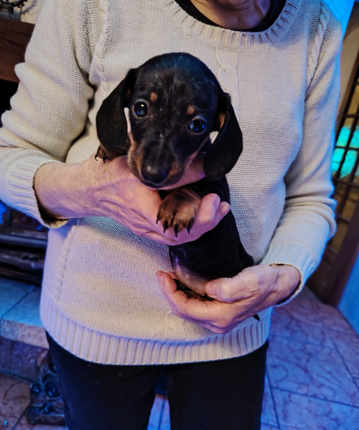 ALCESTE - Teckel poil ras