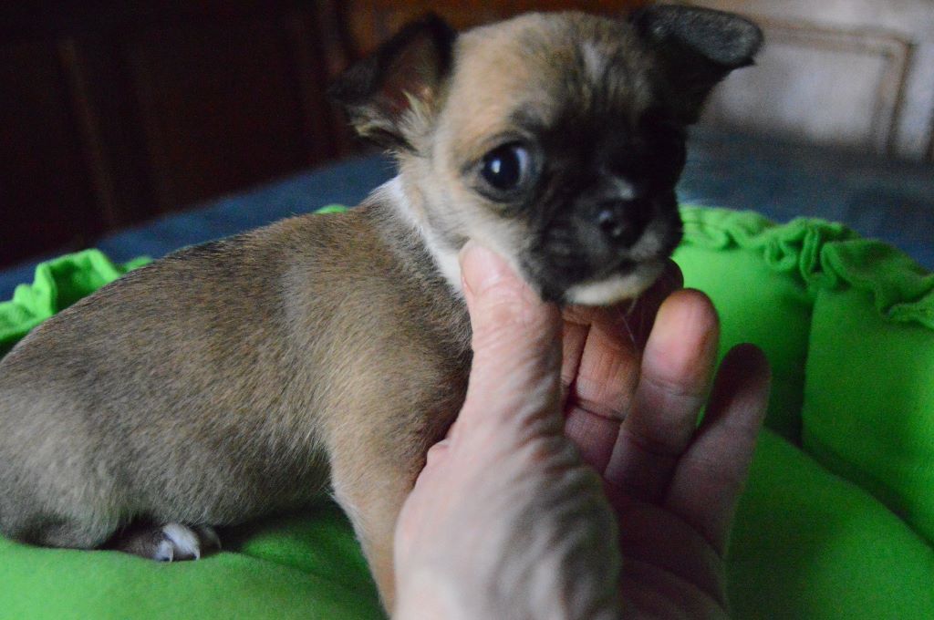 CHIOT - Chihuahua