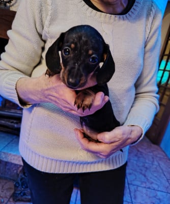 Les chiots de Teckel poil ras