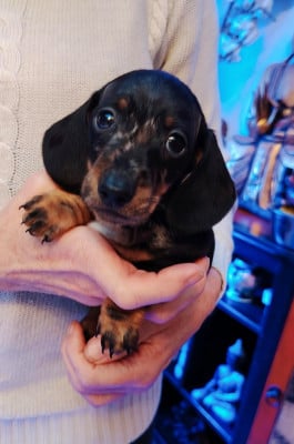 Les chiots de Teckel poil ras