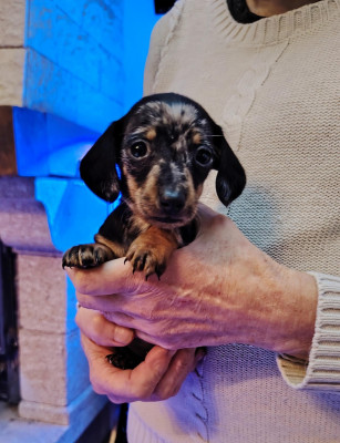 Les chiots de Teckel poil ras