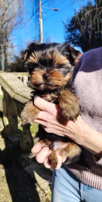 ARES - Yorkshire Terrier