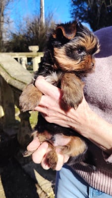 ADONIS - Yorkshire Terrier