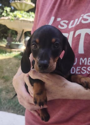 Les chiots de Teckel poil ras