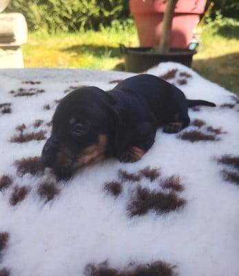 Les chiots de Teckel poil ras
