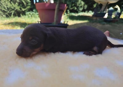 Les chiots de Teckel poil ras