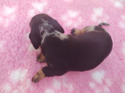 Les chiots de Teckel poil ras