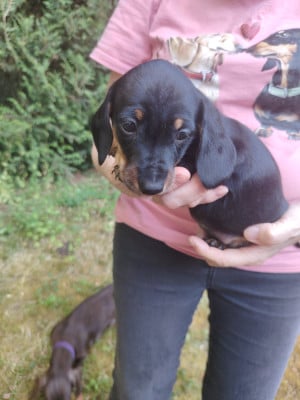Les chiots de Teckel poil ras