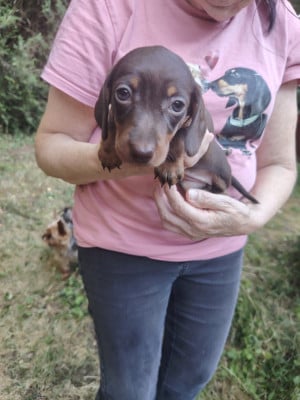 Les chiots de Teckel poil ras