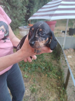 Les chiots de Teckel poil ras