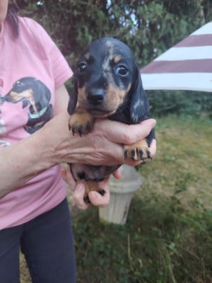 Les chiots de Teckel poil ras