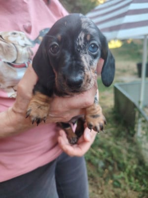 Les chiots de Teckel poil ras