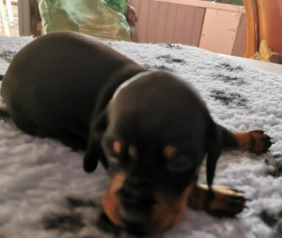 Les chiots de Teckel poil ras