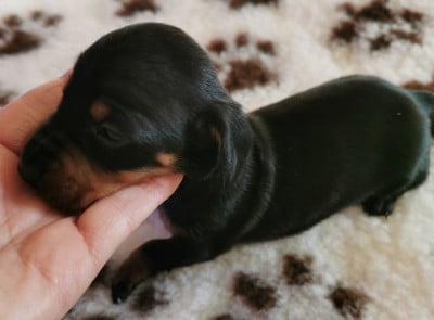 Les chiots de Teckel poil ras