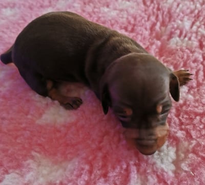 Les chiots de Teckel poil ras