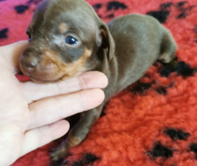 Les chiots de Teckel poil ras