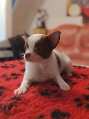 Les chiots de Chihuahua