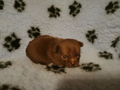 Chihuahua - des Merveilles de Juliette