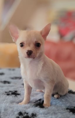 Les chiots de Chihuahua