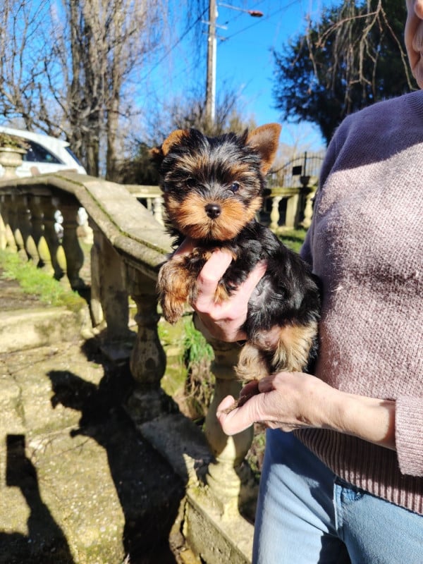 Yorkshire Terrier - des Merveilles de Juliette