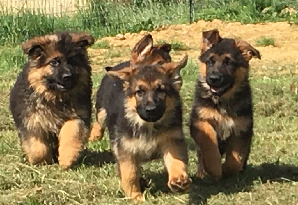 Chiot Elevage du val d'esquein eleveur de chiens Berger allemand