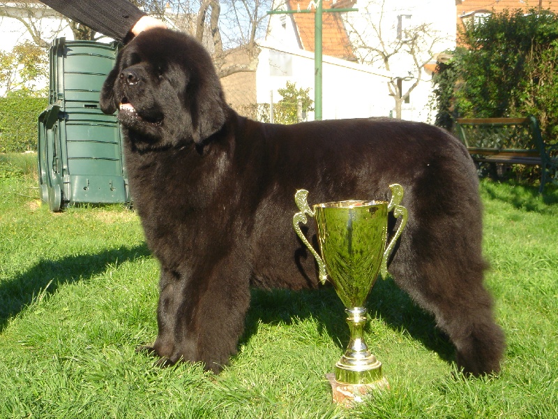 Publication : New black bear family's