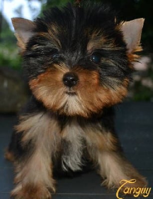 Tanguy - Yorkshire Terrier