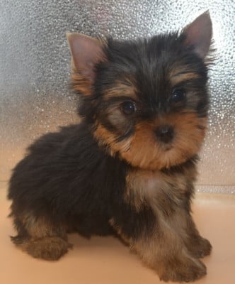 Les chiots de Yorkshire Terrier