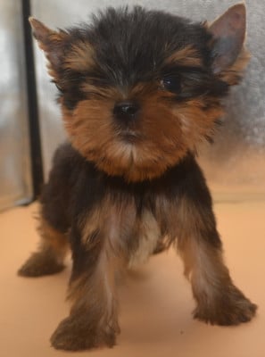 Les chiots de Yorkshire Terrier