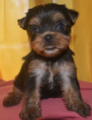 Les chiots de Yorkshire Terrier