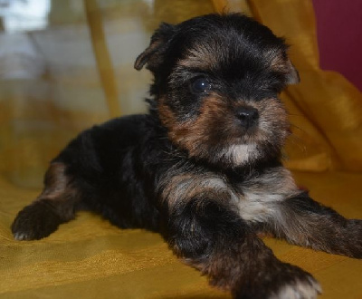 Les chiots de Yorkshire Terrier