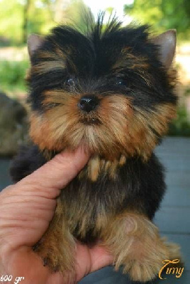 Timy - Yorkshire Terrier