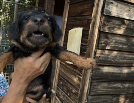 Terrier de chasse allemand - de la horde des matondus