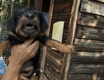 Terrier de chasse allemand