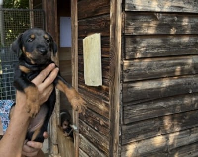 Bayane - Terrier de chasse allemand