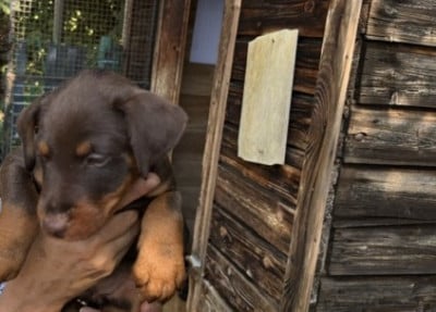 Ben - Terrier de chasse allemand