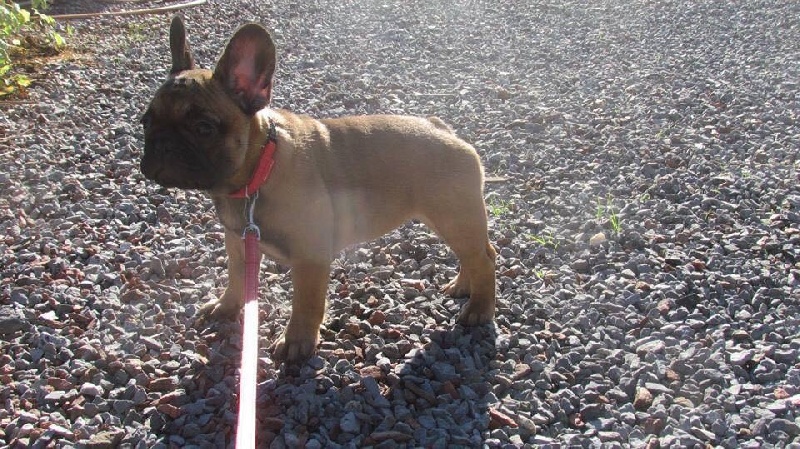 Publication : du domaine de Cateline Auteur : Domaine de Cateline