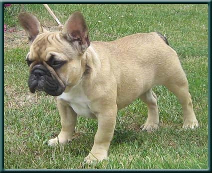 Publication : du domaine de Cateline Auteur : DOMAINE DE CATELINE