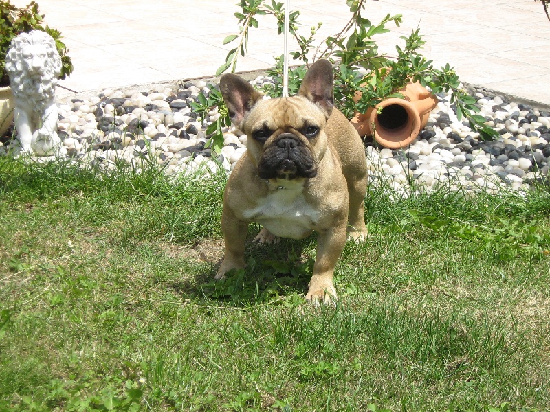 Publication : du domaine de Cateline Auteur : DOMAINE DE CATELINE