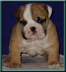 Publication : du domaine de Cateline Auteur : BARRIONUEVO