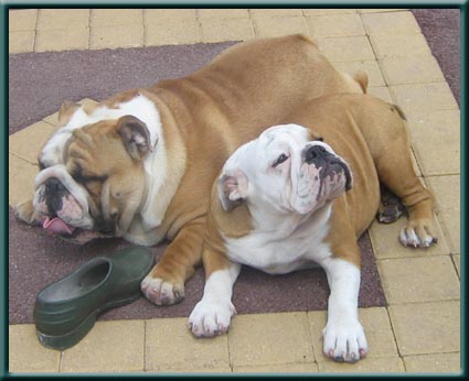 Publication : du domaine de Cateline Auteur : BARRIONUEVO