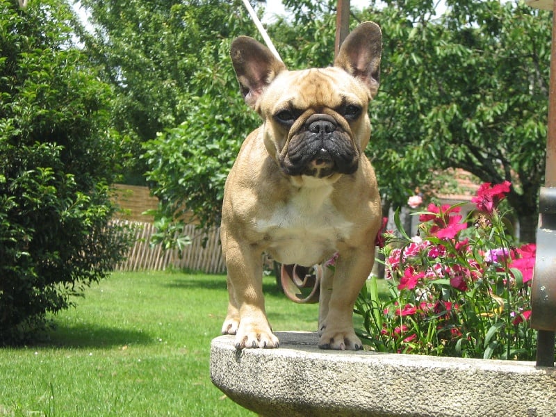 Publication : du domaine de Cateline Auteur : DOMAINE DE CATELINE