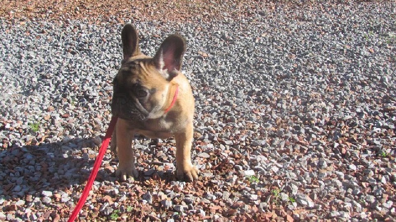 Publication : du domaine de Cateline Auteur : Domaine de Cateline