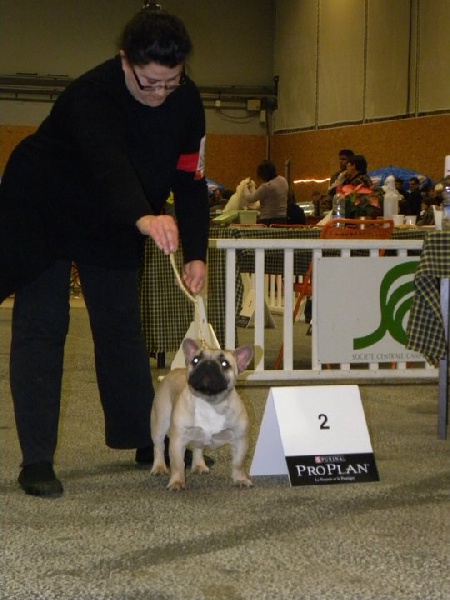 Maksou-ferero iz palevyh buldogov dit ferero de cateline - 2 ème PUPPY SPECIALE DE RACE