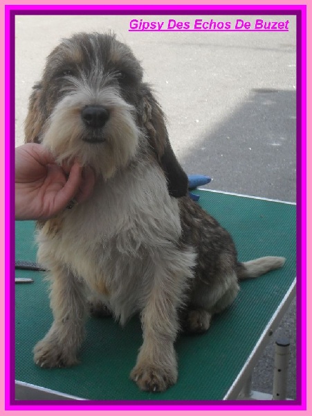 Gipsy des echos de buzet - Excellent n°03